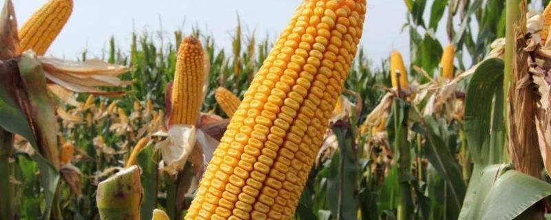 凌科518玉米种简介，密度3500株/亩左右