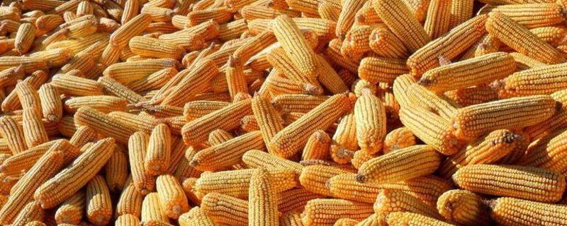 陕单650玉米种子特征特性，足墒播种