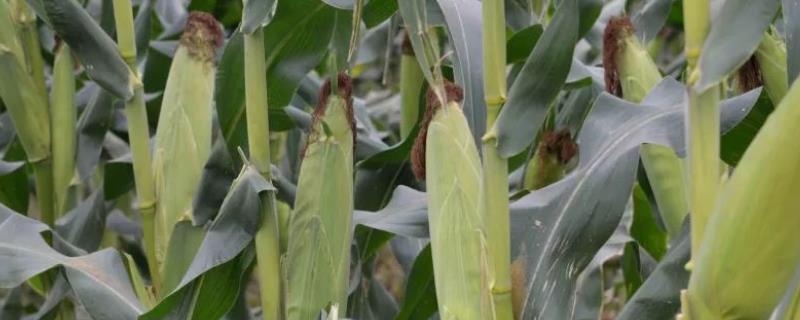 隆科3号玉米种子特点，密度4500株/亩