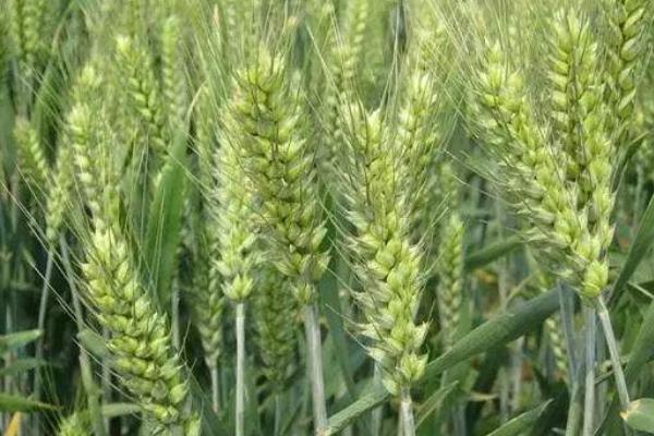 西农6151小麦种子介绍，注意防治病虫害