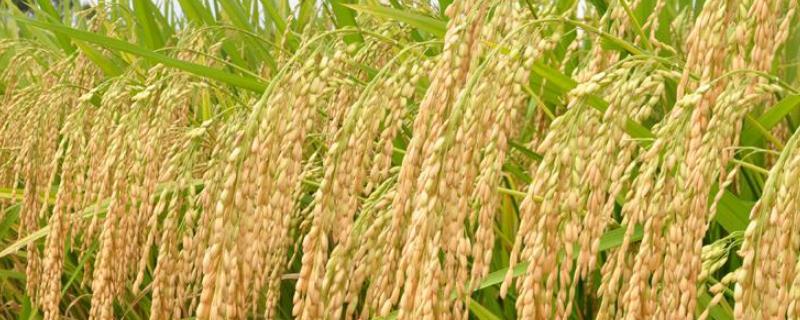 雅优5808水稻品种的特性，中抗稻曲病