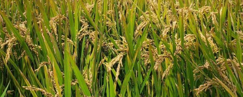 博Ⅱ优382水稻品种简介，中抗白叶枯病（Ⅳ型菌1～3级
