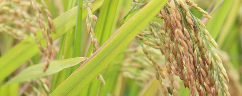 Y两优911水稻品种简介，作粤北单季稻全生育期113天