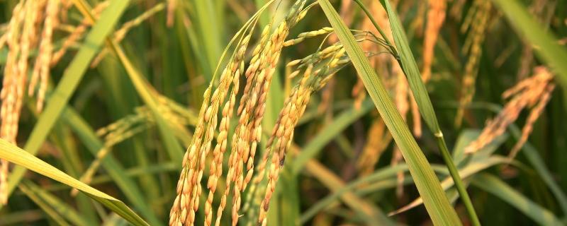 金龙优1826水稻种子特点，高抗稻瘟病