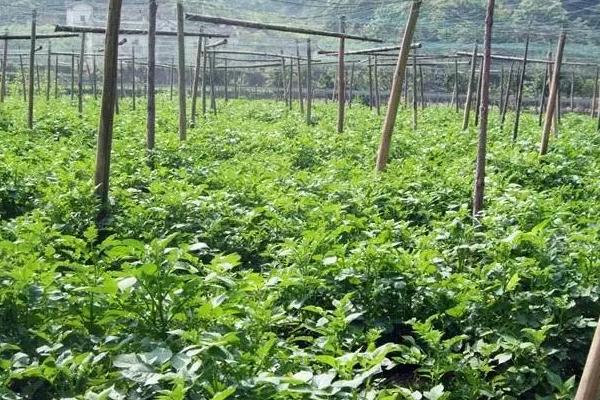 天麻的种植时间，通常为当年10月下旬至翌年4月