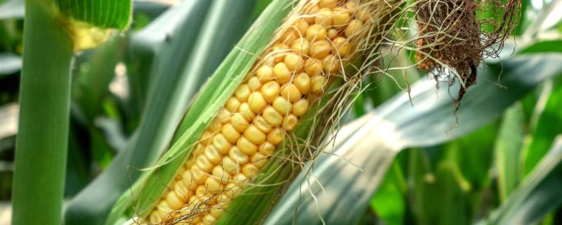 广德56玉米种子特点，亩密度4500株