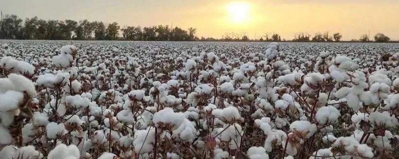 新石选122棉花品种的特性，适宜播期4月10-25日