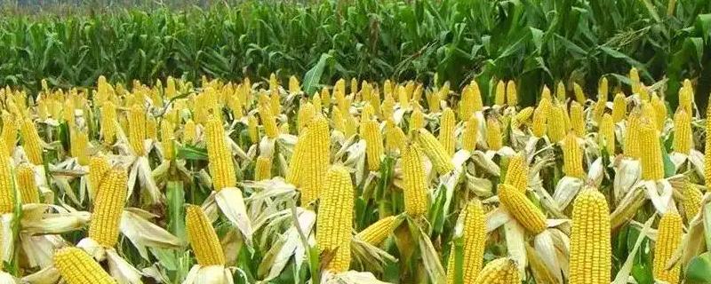 强盛326玉米品种简介，中等肥力以上地块栽培