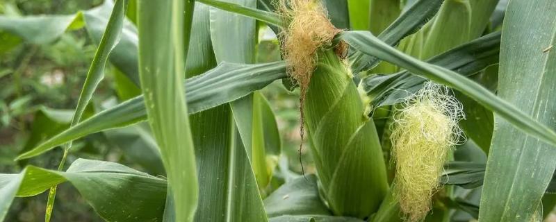 德科622玉米种子特征特性，大喇叭口期丢心防治玉米螟