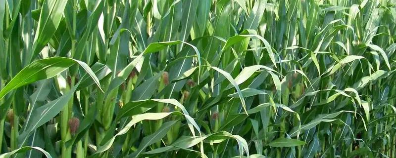 DHJ338玉米种子特征特性，亩种植密度4500株