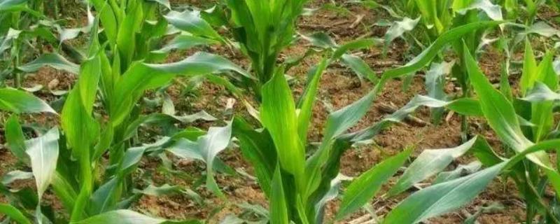 中垦玉206玉米种子特点，中等肥力以上地块栽培
