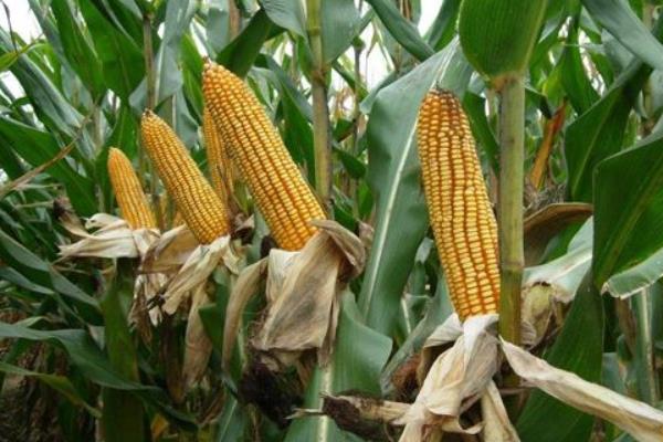 九圣禾235玉米种子介绍，每亩适宜种植密度5000株