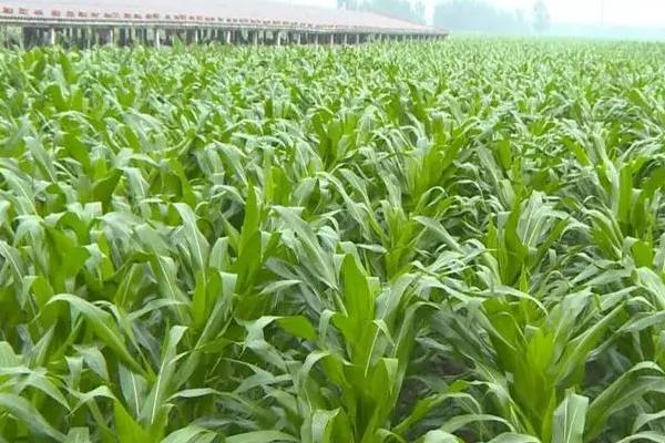 裕丰512玉米品种简介，中抗茎腐病