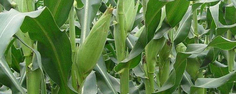 必祥809玉米品种的特性，4月下旬～5月上旬播种