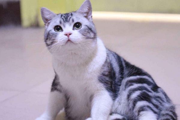 猫杯状病毒感染的症状，轻型的症状为发热、打喷嚏等