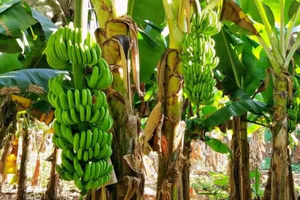 香蕉的亩产量一般多少斤，亩产量为2000-2500公斤左右