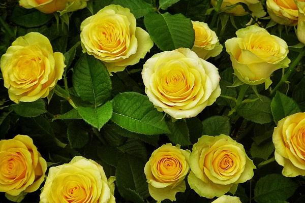 9朵黄玫瑰代表的意思，寓意天长地久、甜蜜爱情等