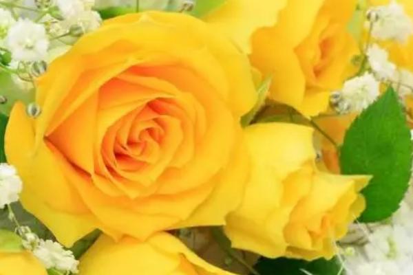 9朵黄玫瑰代表的意思，寓意天长地久、甜蜜爱情等