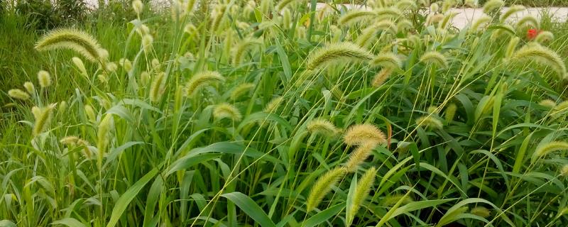 狗尾草种子的价格，价格大约在40-60元左右一斤