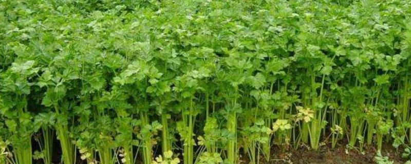 几月份种植露天芹菜，南方可以在3月份种