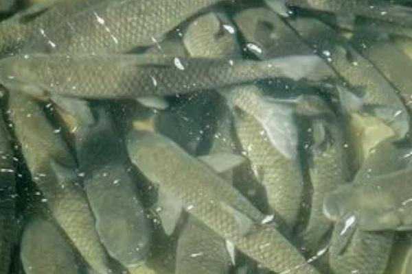 脆肉皖鱼的养殖技巧，放养前将鱼种消毒