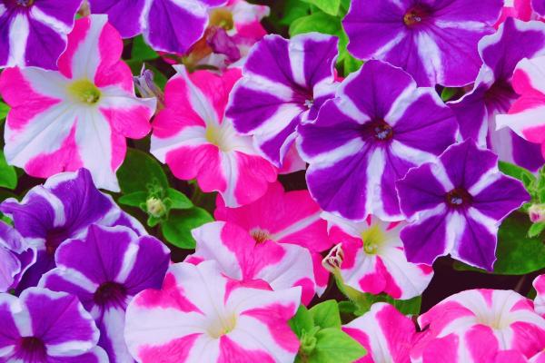 牵牛花有没有毒，茎、叶、花、种子都有毒素