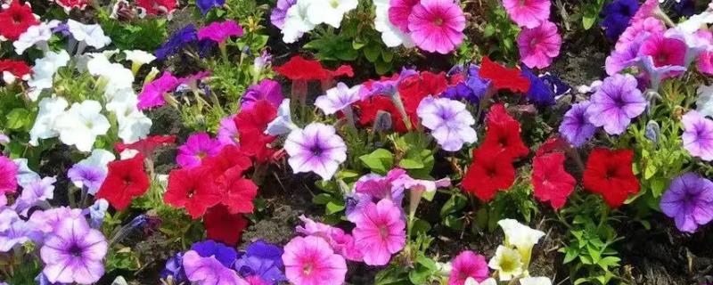变色花的种类，包括牵牛花、绣球花等品种