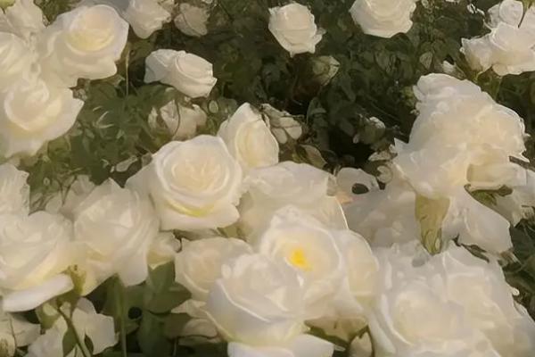 白玫瑰有什么含义，表示纯洁、浪漫、庄重与尊敬