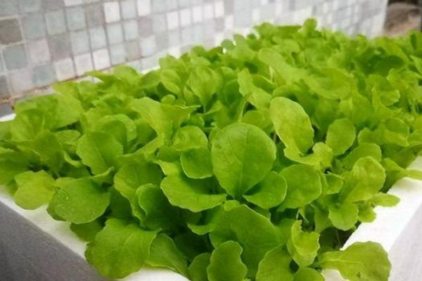 泡沫箱种菜有没有毒，无毒但尽量不长期使用