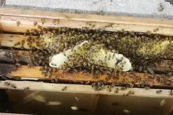 什么叫自然分蜂期，指蜜蜂自然分蜂发生得最为集中的时期