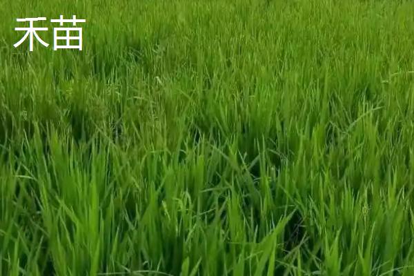 稗草和禾苗的区别，叶片形状不同