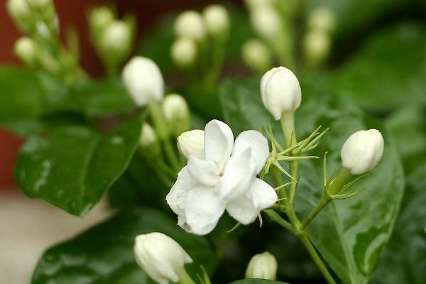 茉莉花的花语，寓意尊敬尊重、忠贞爱情等