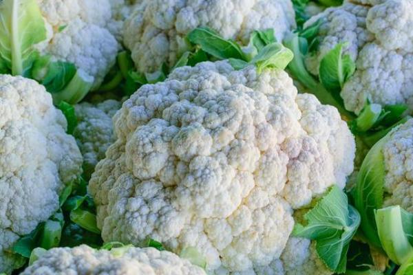2月份适合种植的蔬菜，常见的有黄瓜、胡萝卜、菠菜等