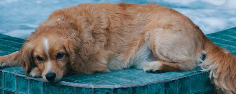什么原因会导致狗狗口腔溃疡，一般是喂食不当或缺乏维生素等造成的