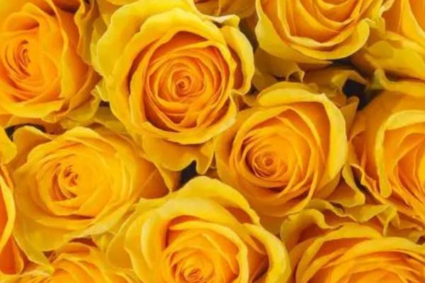 橙黄色玫瑰的花语是什么，花语是羞涩、神秘的爱等