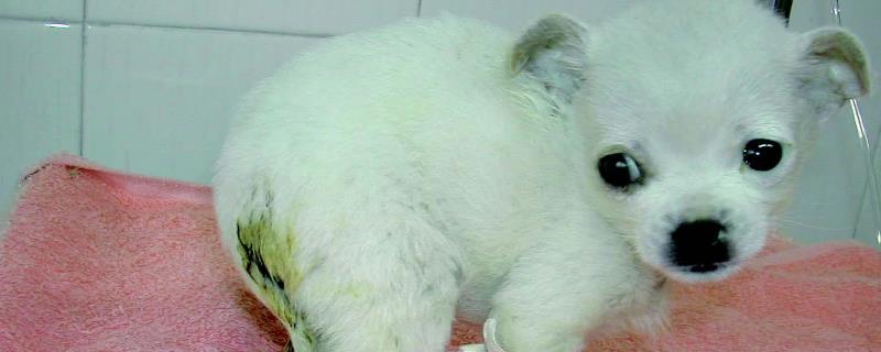 犬大肠杆菌病的症状，以败血症和腹泻为特征
