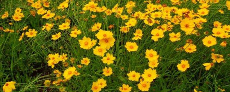 金鸡菊的种植方法，可在春秋季节扦插