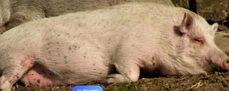 母猪产后护理方法，产后的10-15天内主喂稀粥料