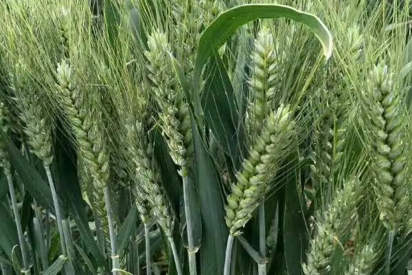 先天麦12号小麦种子特点，适宜播种期10月中下旬