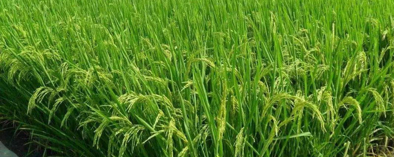 光泰68小麦品种简介，适宜播种期10月上中旬