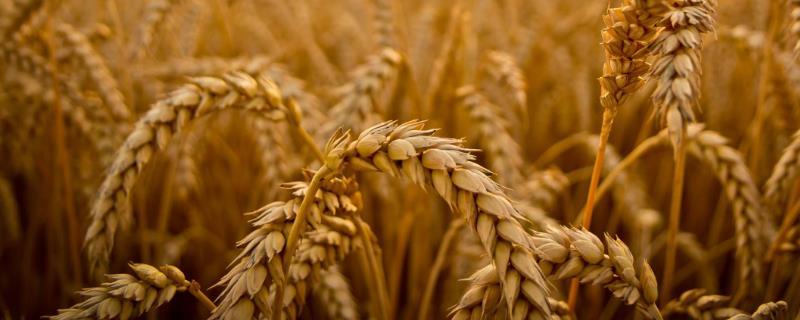 商麦167小麦种子简介，每亩适宜基本苗16万－25万