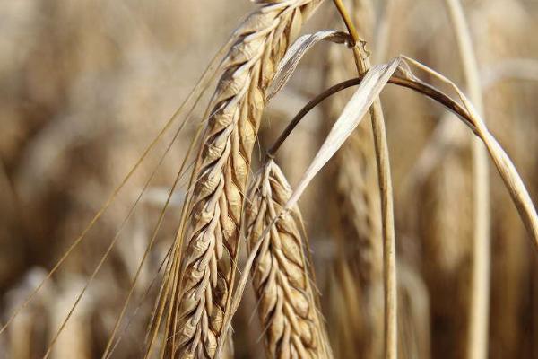 扬辐麦6号小麦种子特征特性，每亩适宜基本苗15万－18万