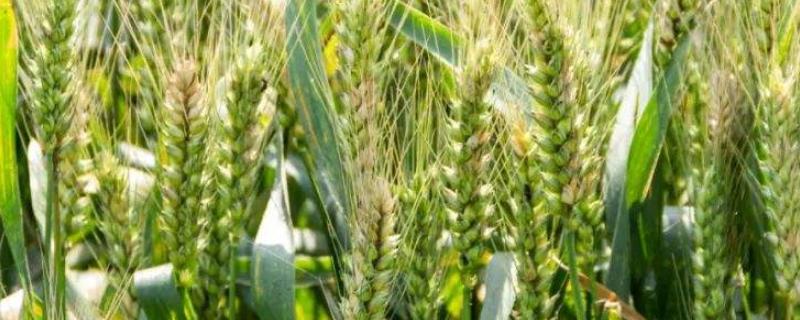 新麦32小麦种子介绍，全生育期230天