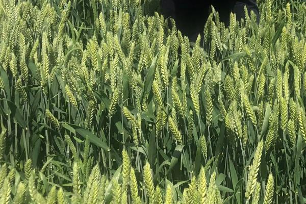 瑞华麦518小麦种子特征特性，适宜播种期10月上中旬
