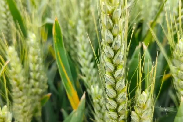 荃麦725小麦种子简介，每亩适宜基本苗12万－20万