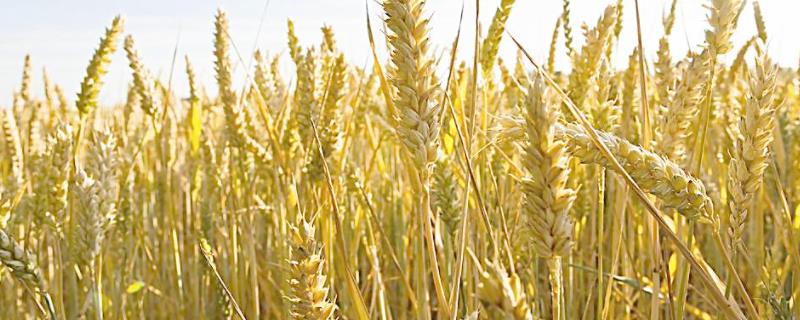 荃麦725小麦种子简介，每亩适宜基本苗12万－20万
