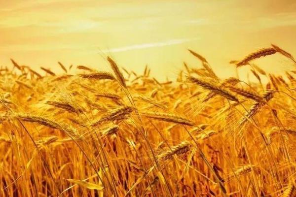 光明麦1311小麦种子介绍，每亩适宜基本苗14万－16万