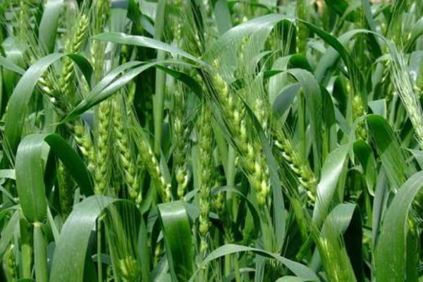 光明麦1311小麦种子介绍，每亩适宜基本苗14万－16万