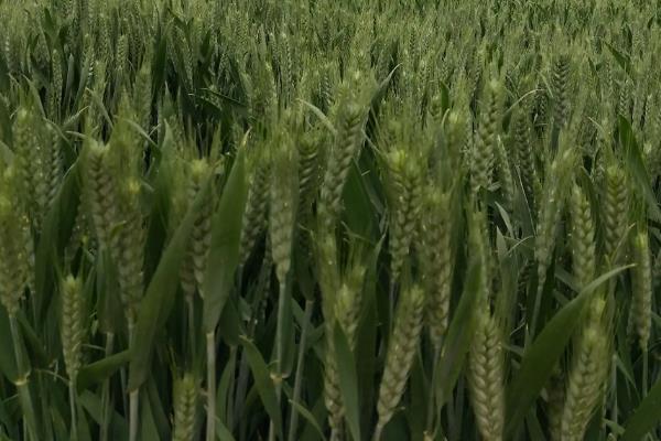 郑育麦16小麦种子特征特性，中抗条锈病