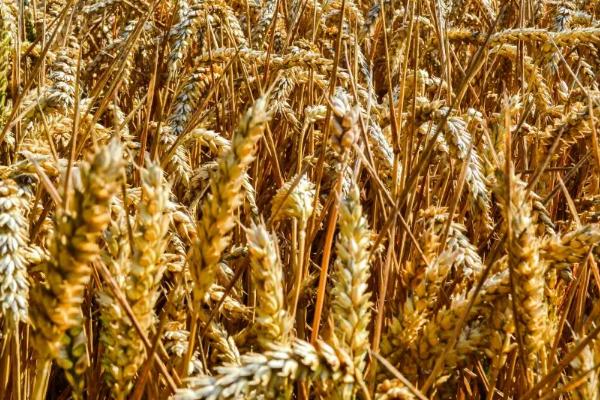郑育麦16小麦种子特征特性，中抗条锈病